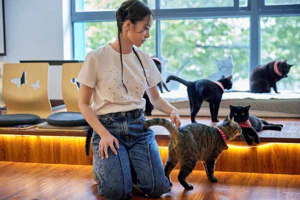 1691634954859144.jpg 蔡依林与狸花猫“馆长”互动.jpg